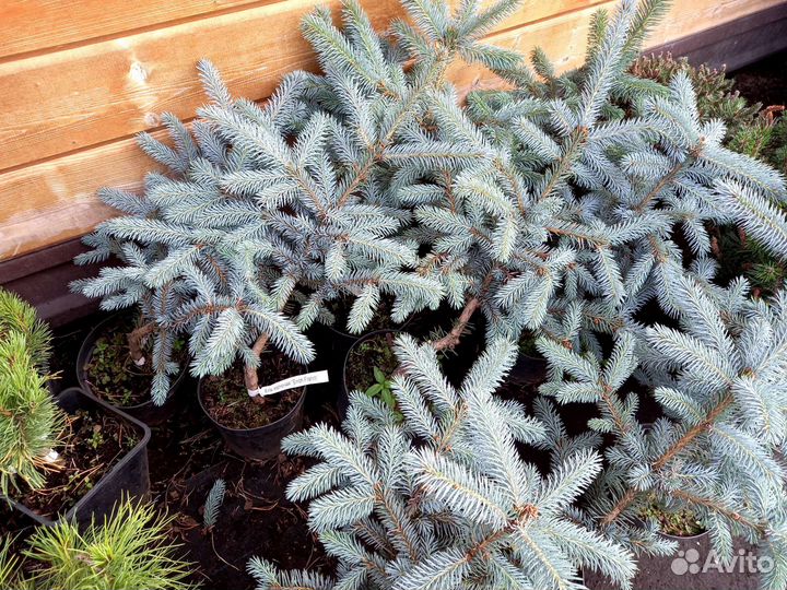 Голубая ель Эрик фрам