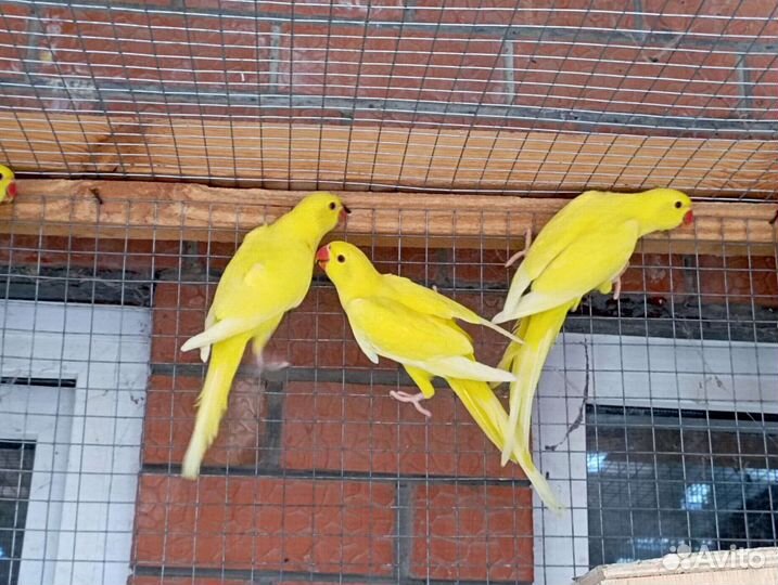 Попугаи ожереловые