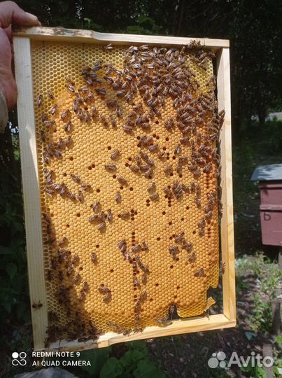 Пчела бакфаст пчелопакеты