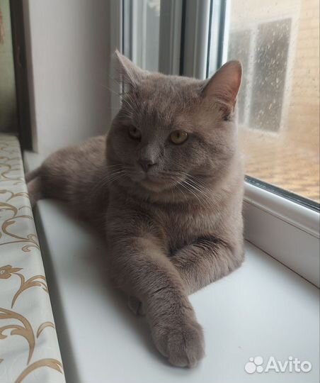 Кот на вязку