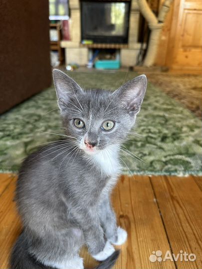 Отдам в добрые руки