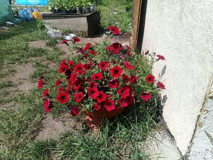 Петуния тайдал