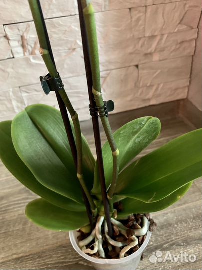 Орхидея Пират пикоти