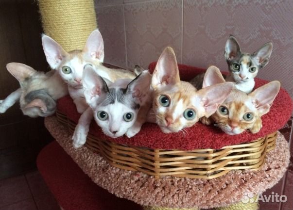 Котята девонята- счастье в доме