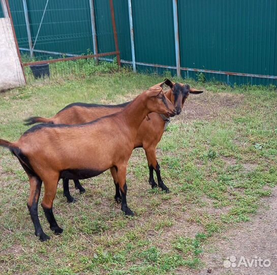 Чешские козы