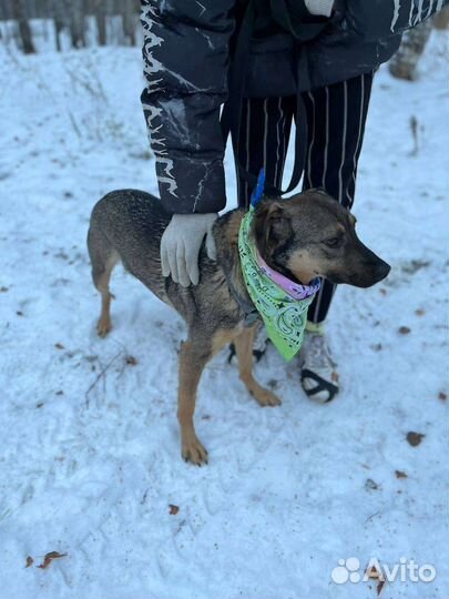 Собака в добрые руки