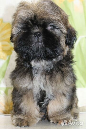 Мальчик ши тцу