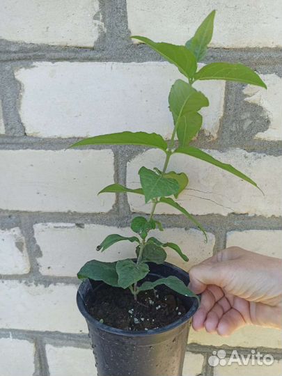 Дейция шершавая альба гейхера