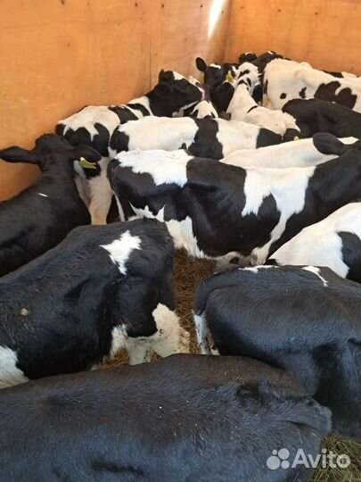 Бычки,телочки