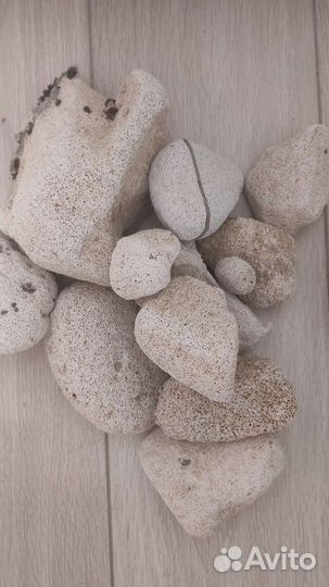Пемза морская