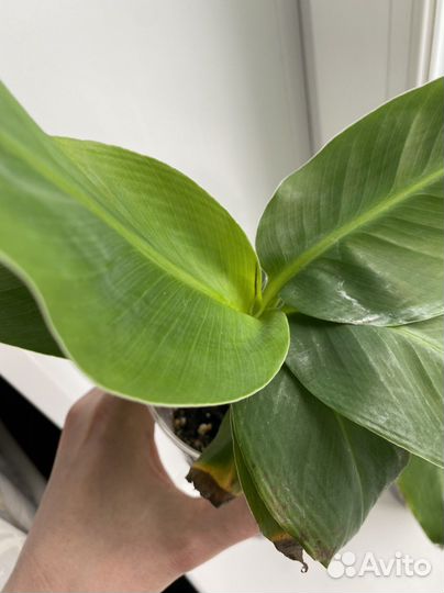 Банан комнатный 1 шт. сорт заострённый