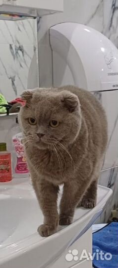 Шотландская вислоухая