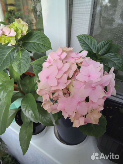 Цветы для дома и сада