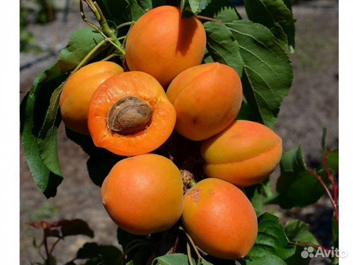 Абрикос колоновидный Принц Март