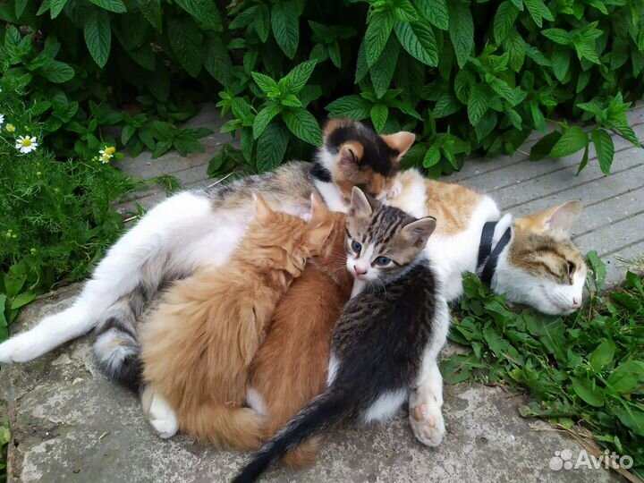 Котята в добрые руки