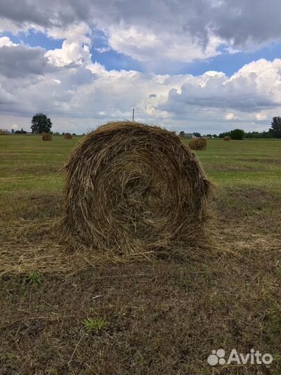 Продам сено в рулонах