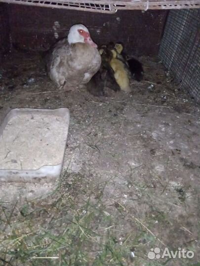 Мускусные индоутята