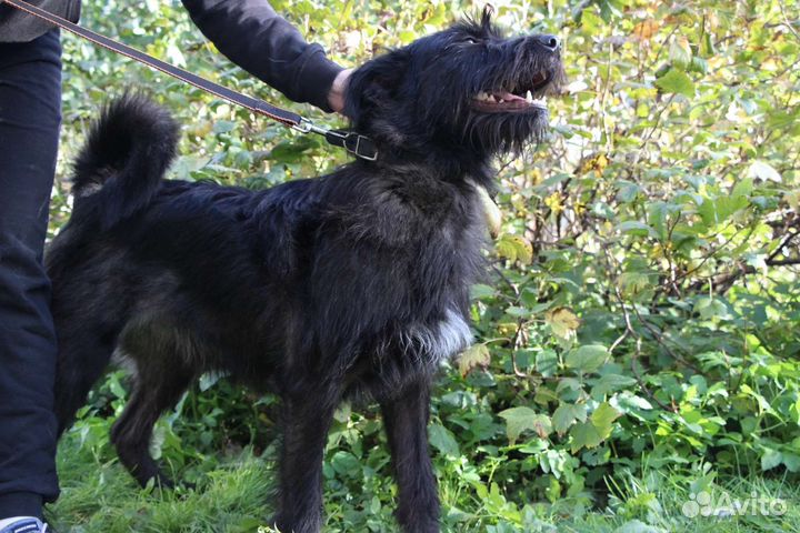 Собака в добрые руки