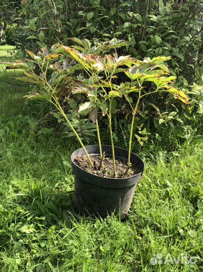 Пион Сара Бернар