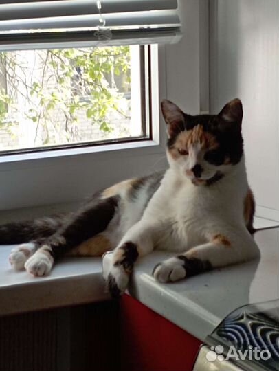 Японский бобтейл