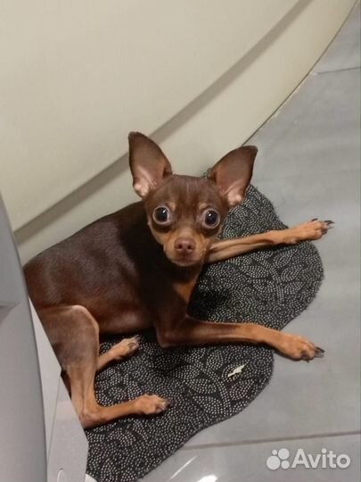 Случка собак