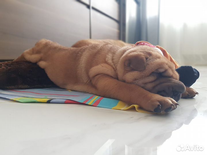 Шарпей щенок