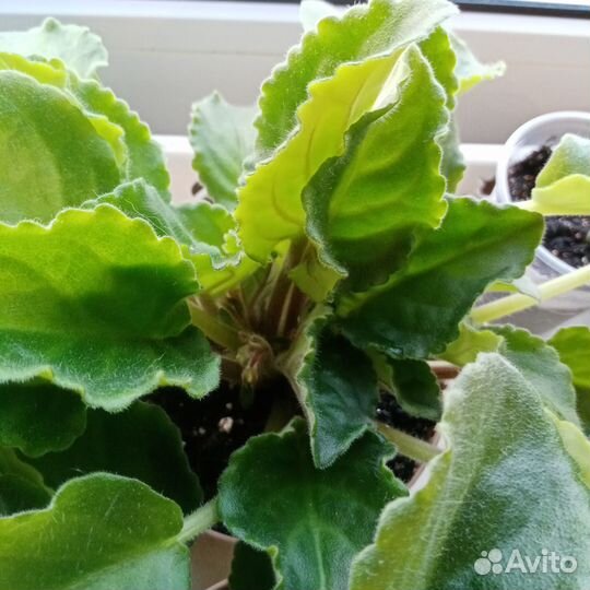 Молодые кустики фиалок сорта Бетельгейзе