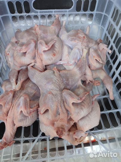 Перепел Белый гигант