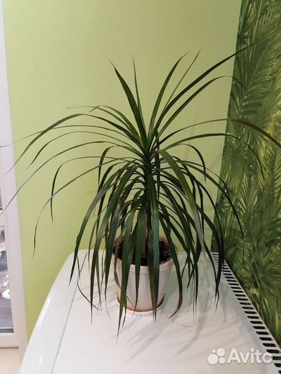 Драцена, Фикусы бенджомина и каучуконосный