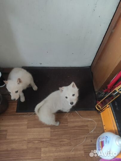 Щенки лайки