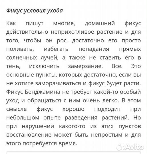 Фикус бенджамина