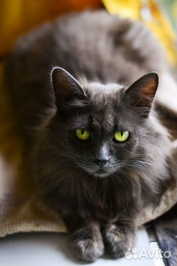 Ищет дом добрая кошечка