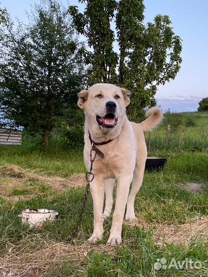 Кавказский волкодав