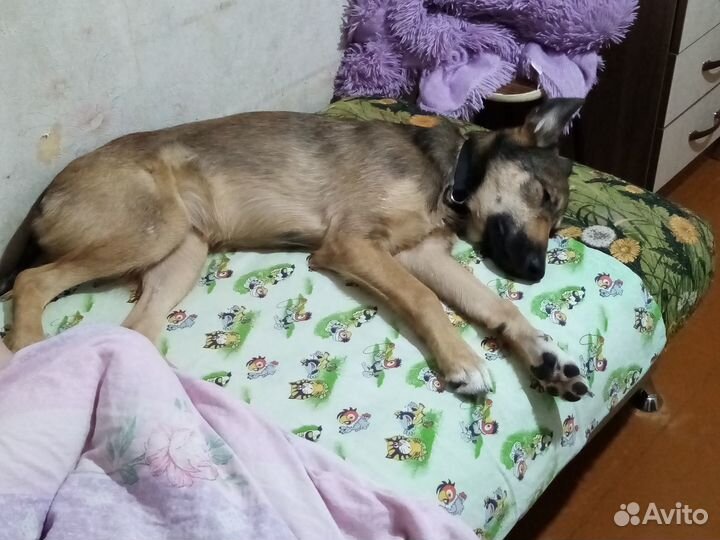 Собака в добрые руки