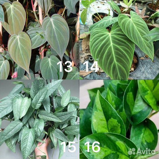 Сциндапсусы и филодендроны