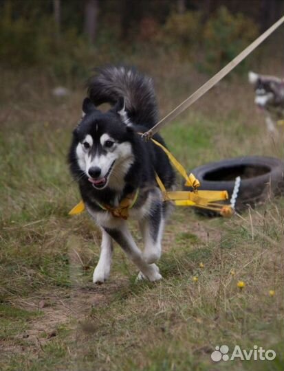 Шлейка грузовая и ездовая