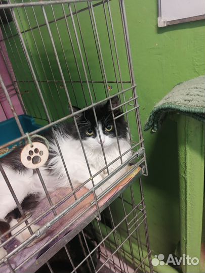 Котенок в добрые руки