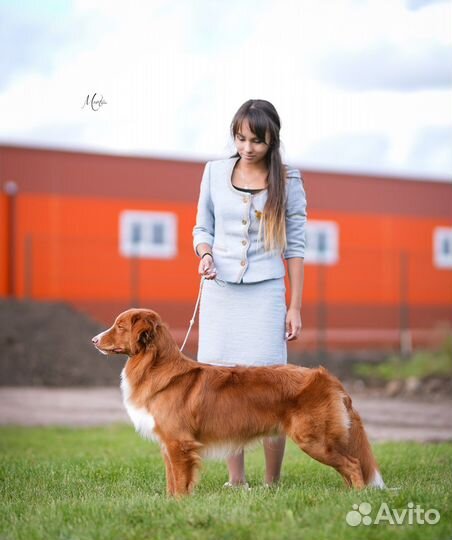 Хендлер, показ на выставках собак