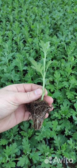 Посадочный материал Черенки хризантемы