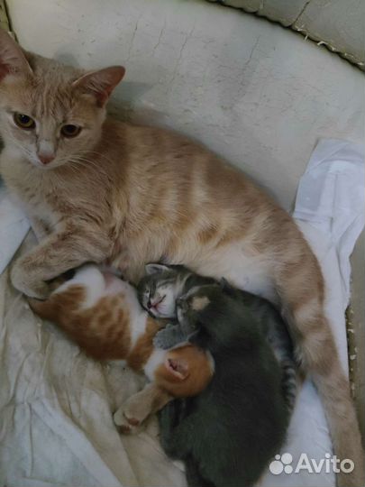 Котята в добрые руки