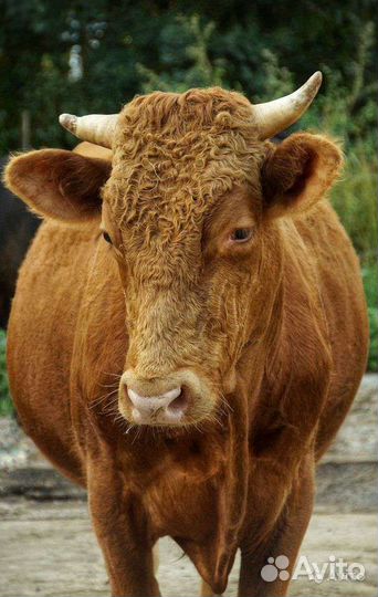 Коровы, быки и телята на мясо