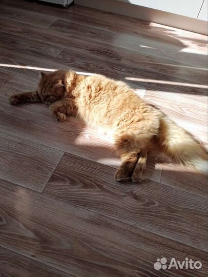 Кот в добрые руки