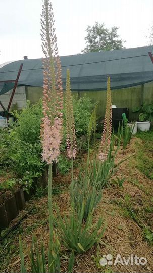 Эремурус сортовой