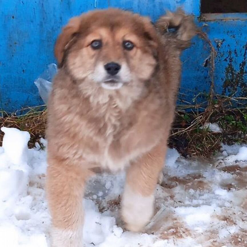 Щенки в добрые руки