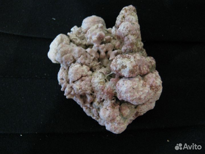 Коралл со дна Красного моря