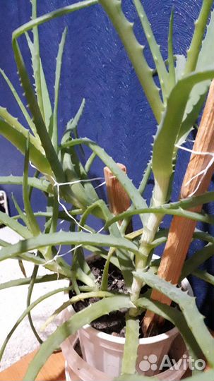 Цветы комнатные. алоэ