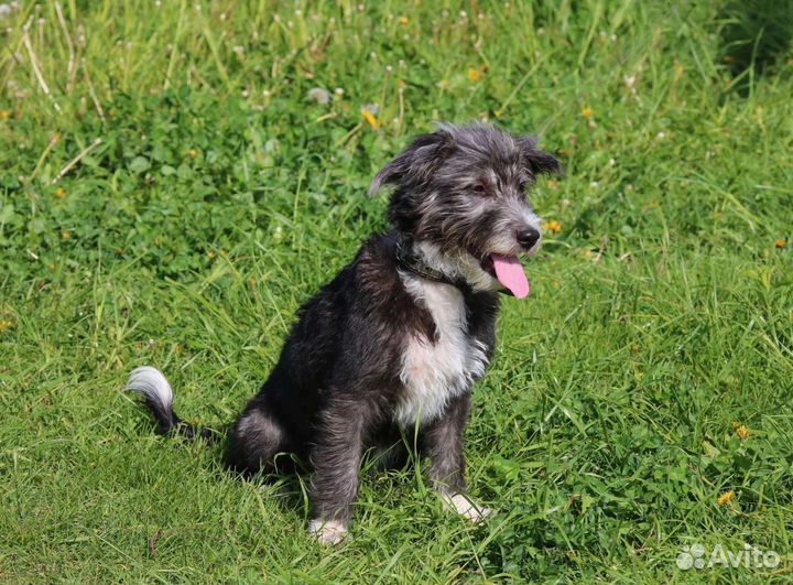 Манечка в семью, стерилизована