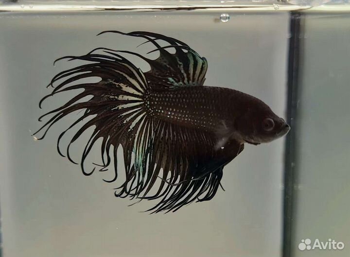 Студия Аквариумистики 