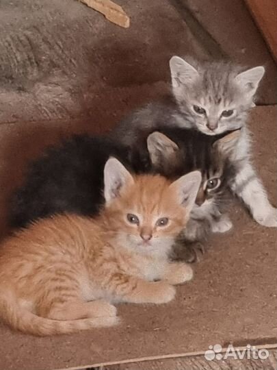 Котята в добрые руки