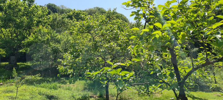 Участок 5,5 сот. (СНТ, ДНП)